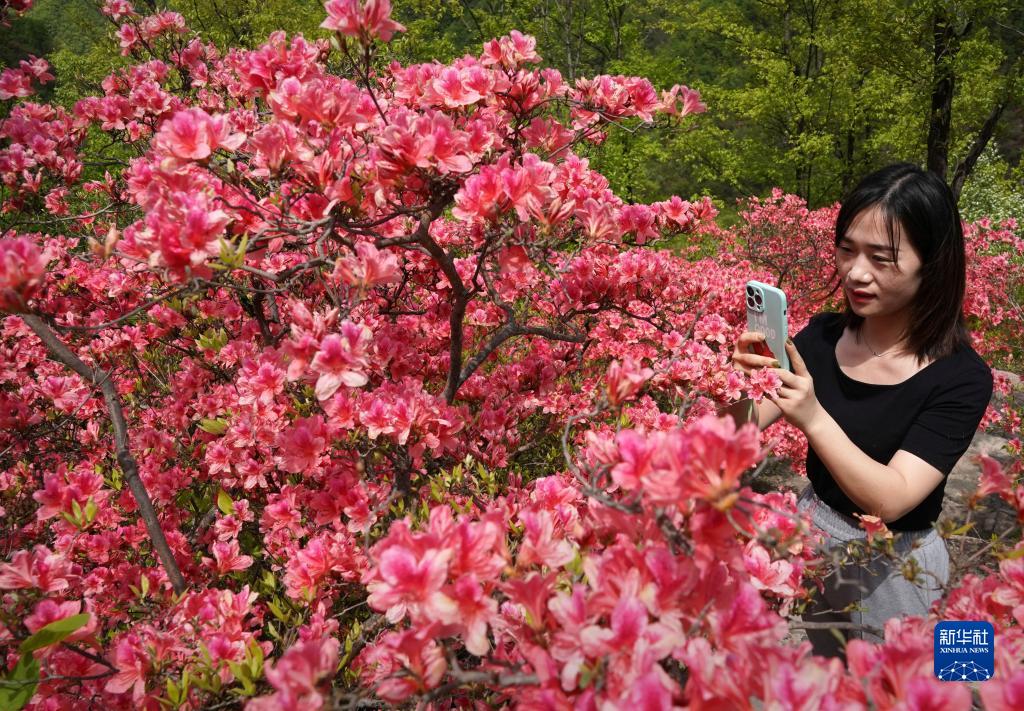人间春正好 杜鹃花枝俏