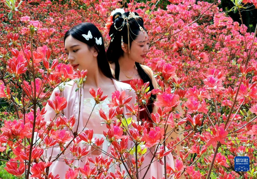 人间春正好 杜鹃花枝俏