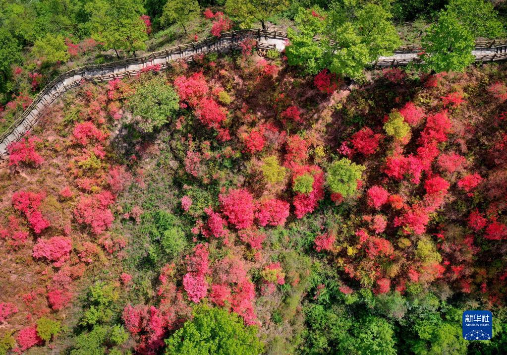 人间春正好 杜鹃花枝俏