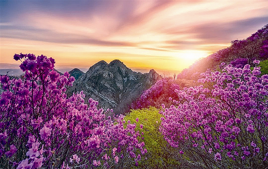杜鹃花舞大黑山 约会春日好时光