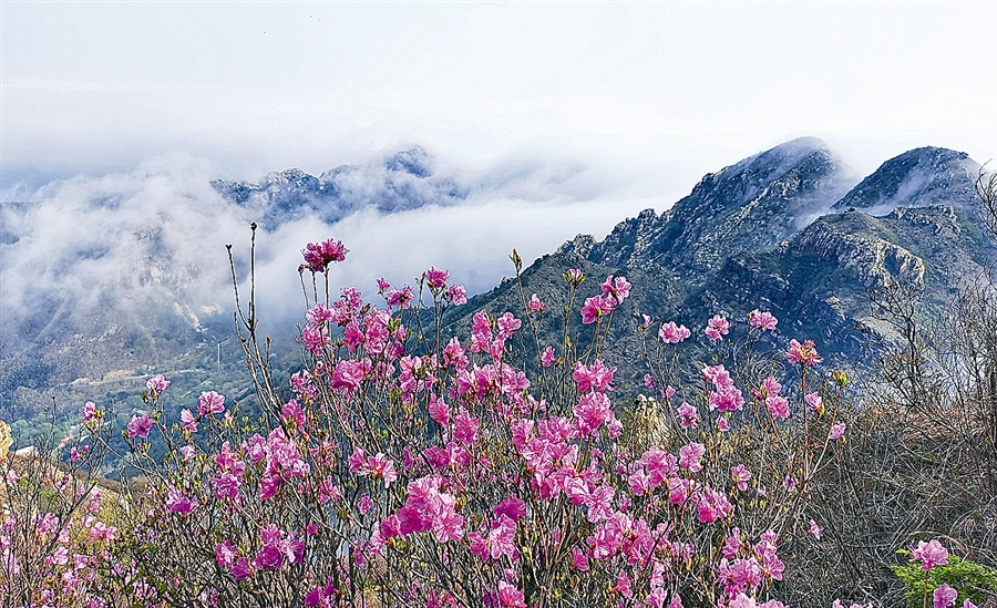 杜鹃花舞大黑山 约会春日好时光