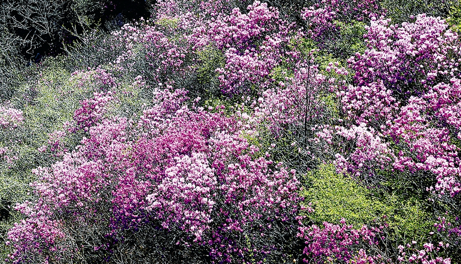 杜鹃花舞大黑山 约会春日好时光