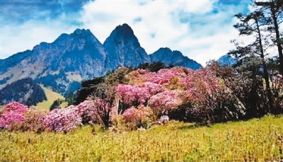 螺髻山下海花沟