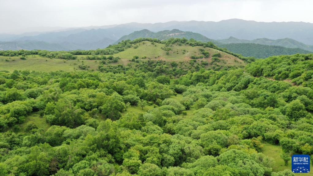 夏日关山绿茵似毯