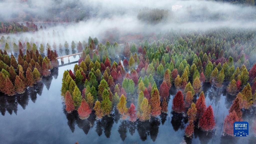云南昆明：水杉湿地景色如画