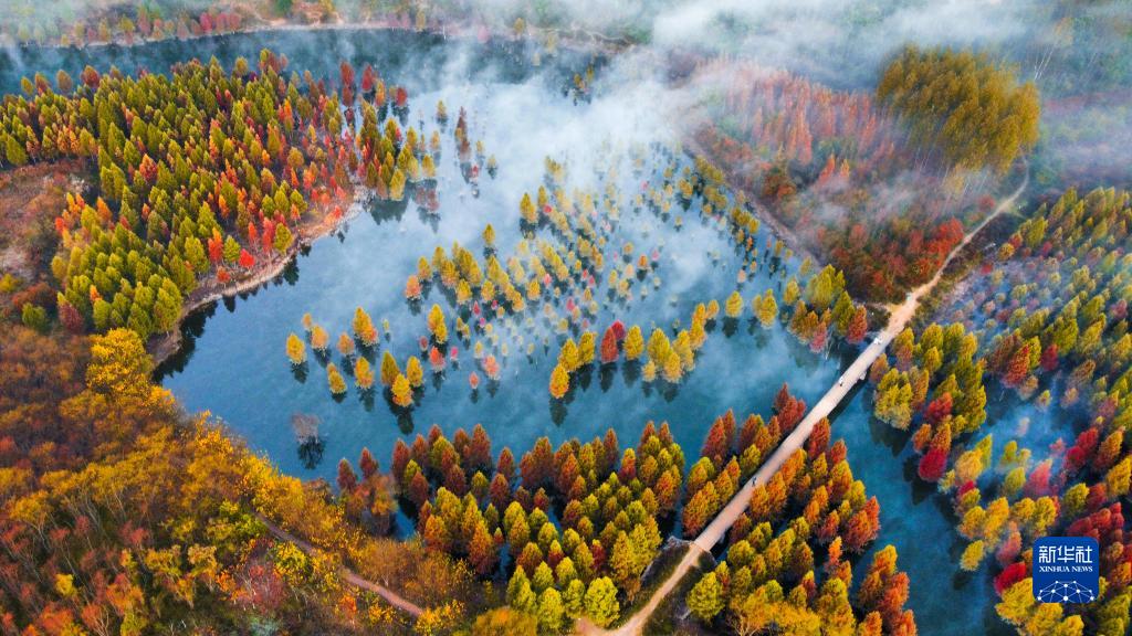 云南昆明：水杉湿地景色如画