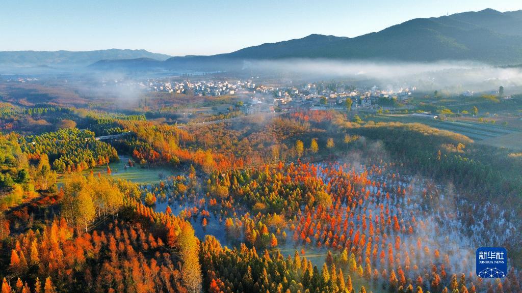 云南昆明：水杉湿地景色如画