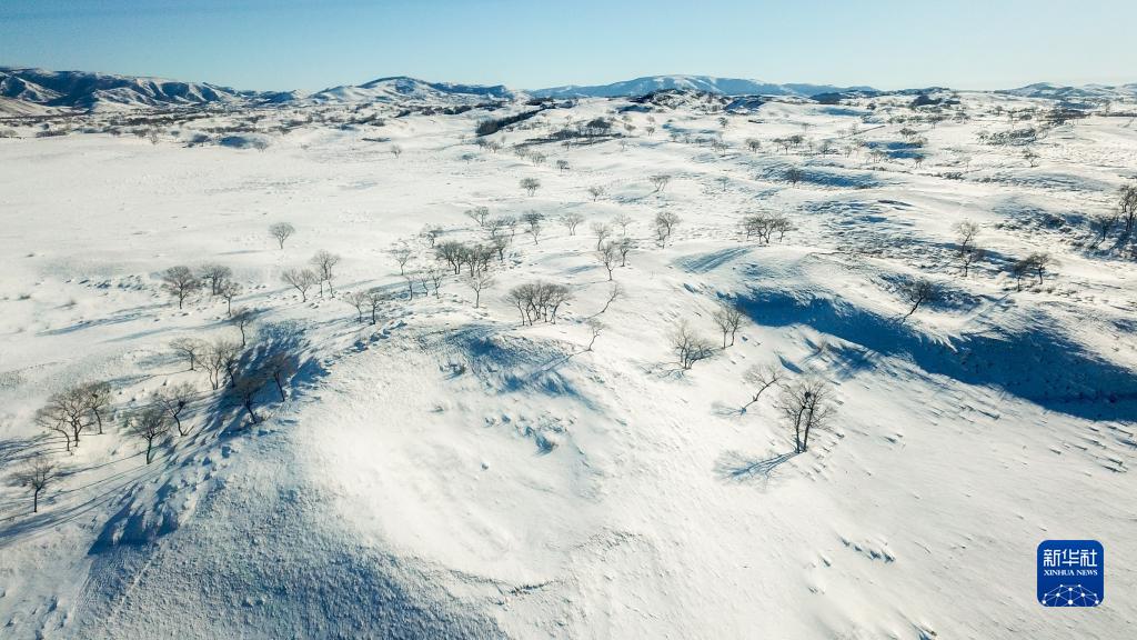 雪原疏影