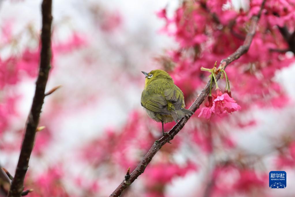 福建厦门：立春茶园 樱花烂漫