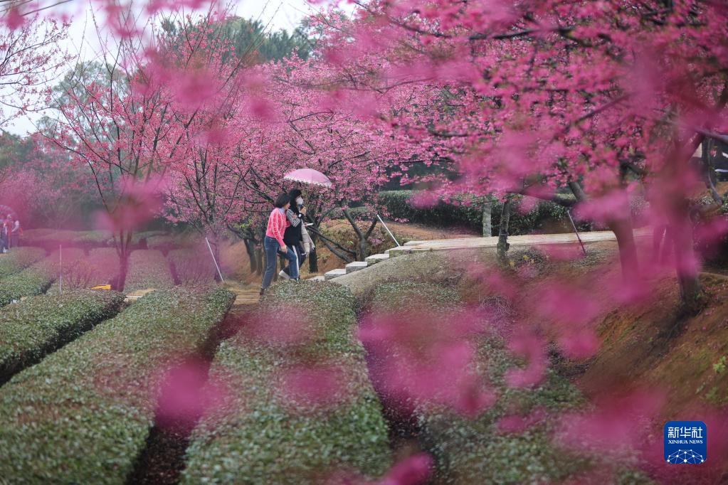 福建厦门：立春茶园 樱花烂漫