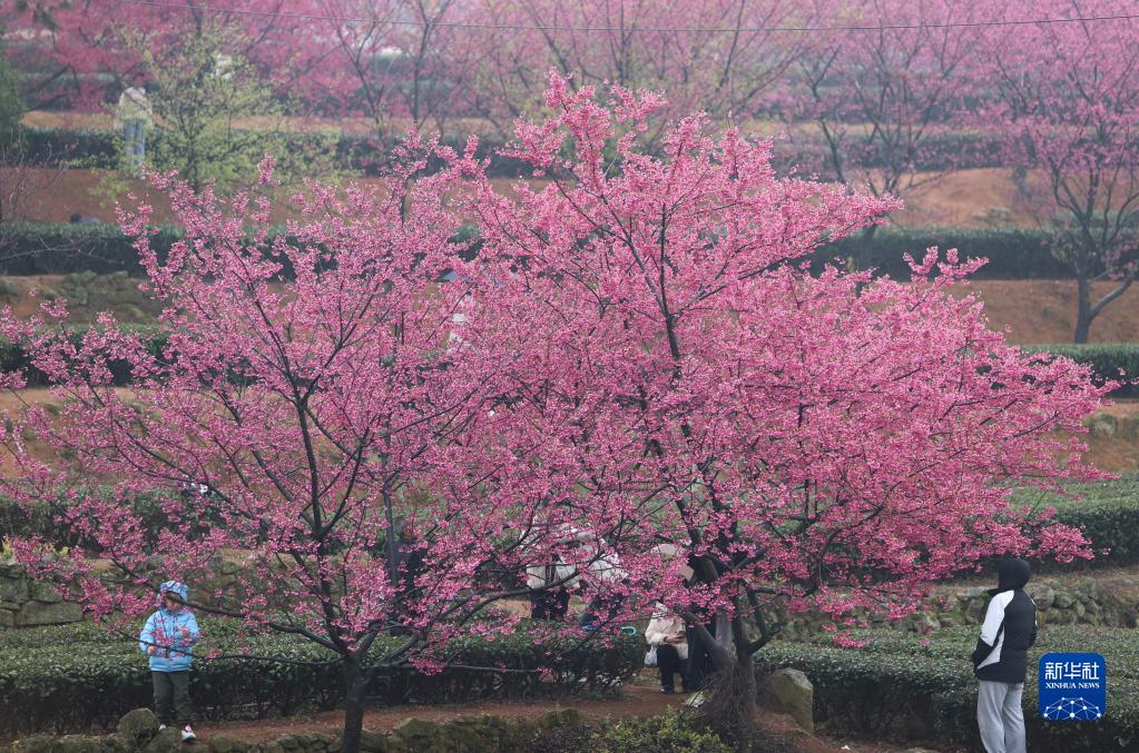 福建厦门：立春茶园 樱花烂漫