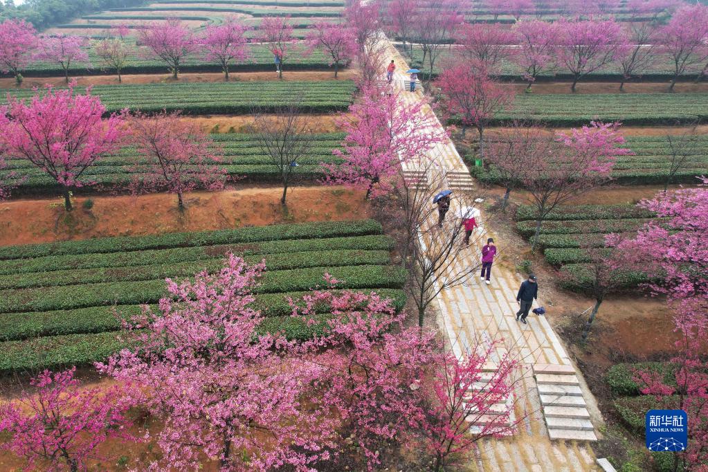 福建厦门：立春茶园 樱花烂漫