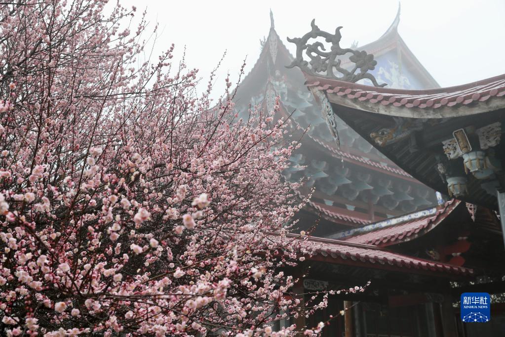 立春时节 古寺花香