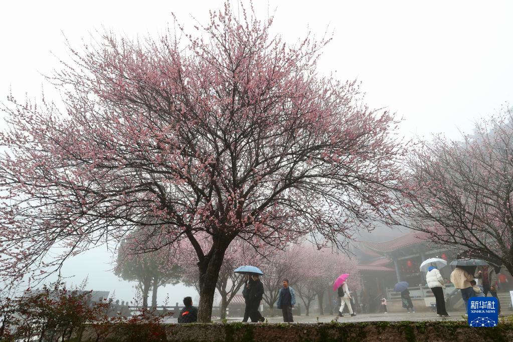 立春时节 古寺花香