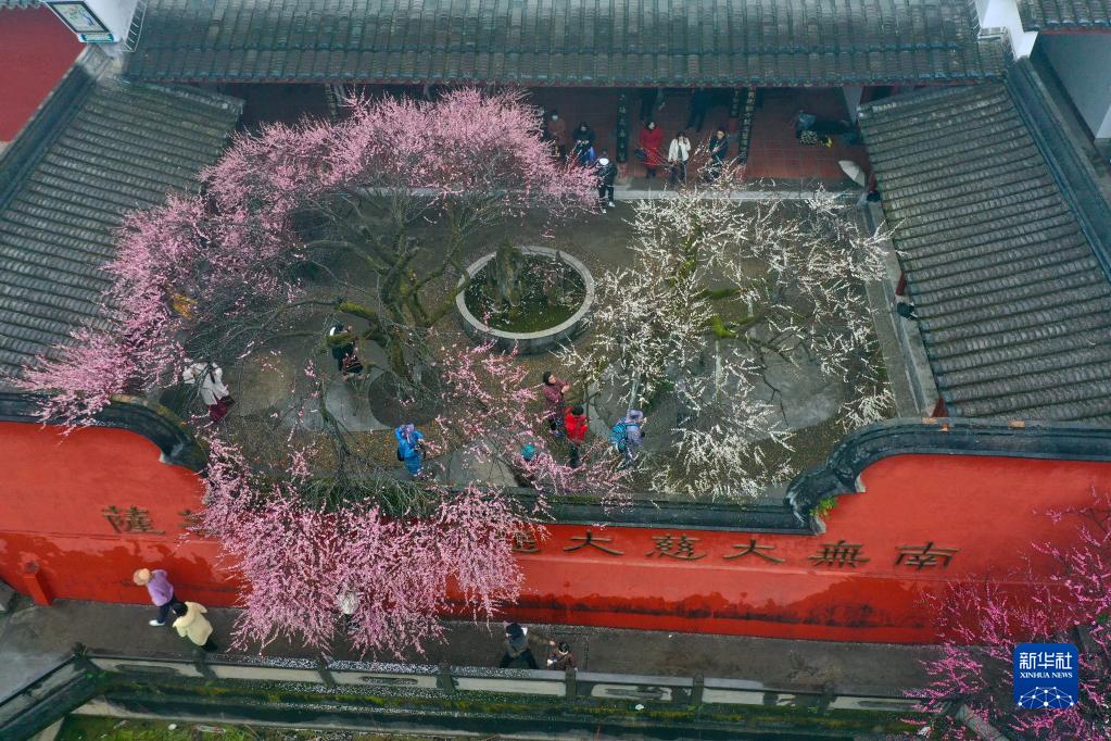 立春时节 古寺花香
