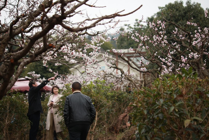 成都青白江第十四届杏花节开幕 助力乡村振兴 杏花节现场。主办方供图