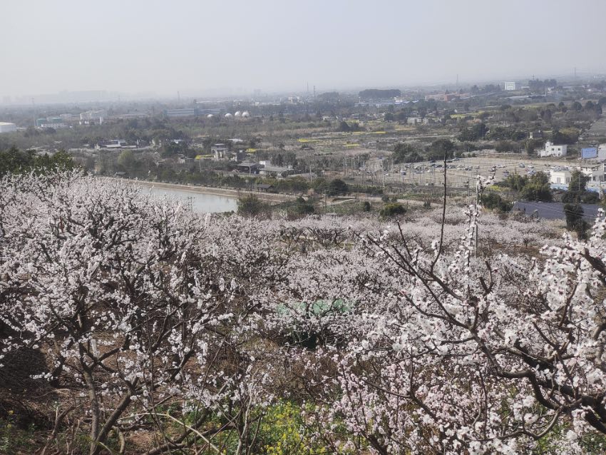 成都青白江第十四届杏花节开幕 助力乡村振兴 杏花节现场。主办方供图