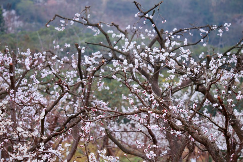 成都青白江第十四届杏花节开幕 助力乡村振兴 杏花节现场。主办方供图