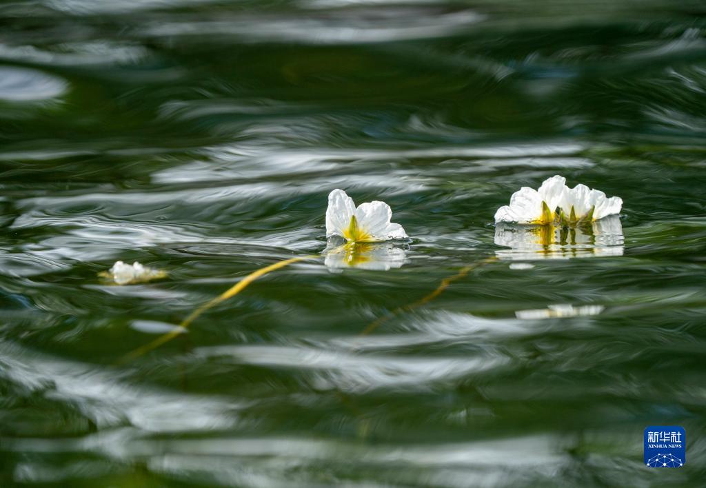 春日滇池 海菜花开