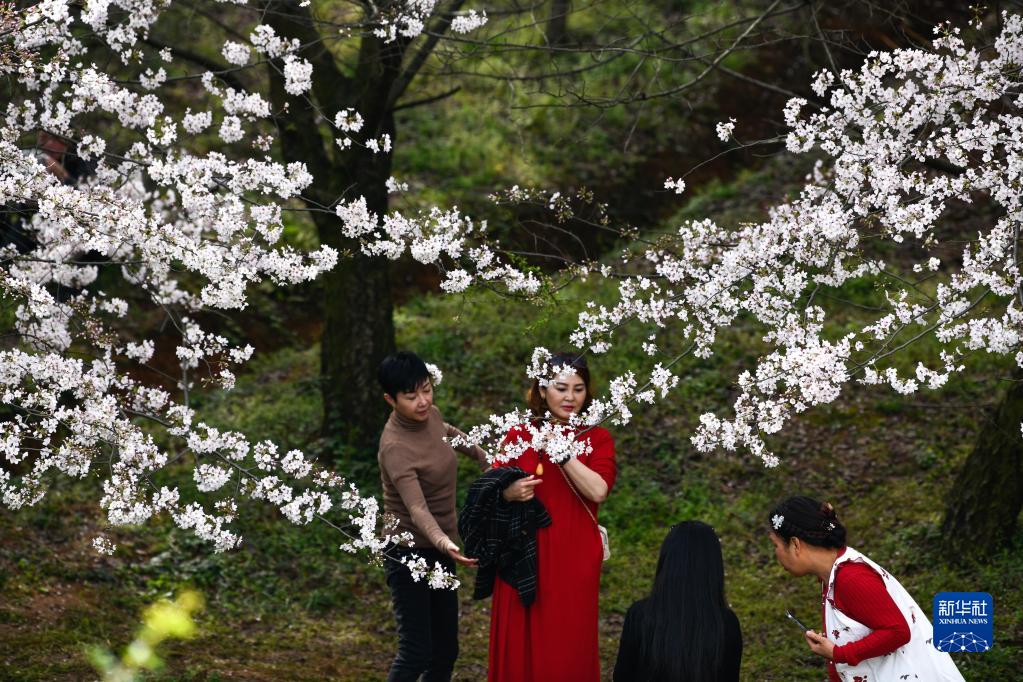 贵州：万亩樱花 春日绽放