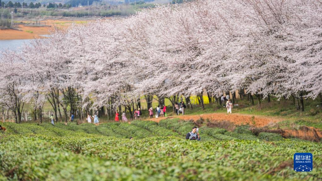 贵州：万亩樱花 春日绽放