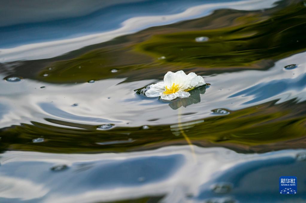 春日滇池 海菜花开