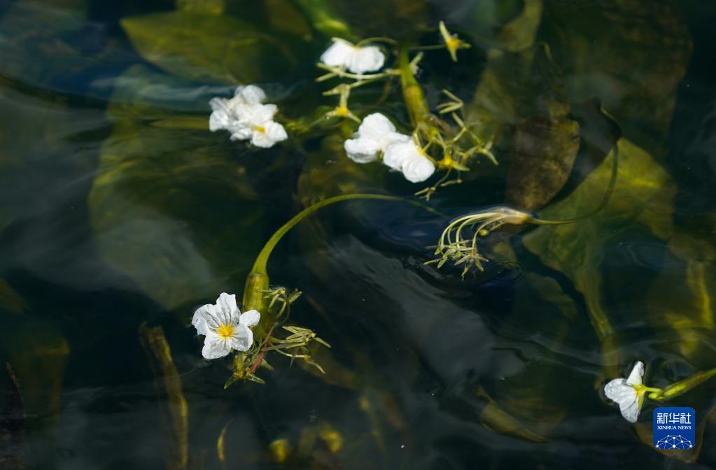 春日滇池 海菜花开