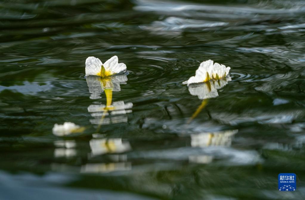 春日滇池 海菜花开