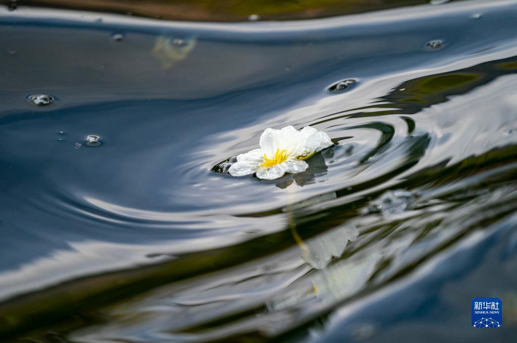 春日滇池 海菜花开