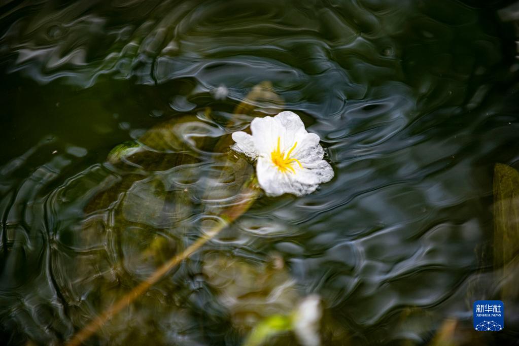 春日滇池 海菜花开