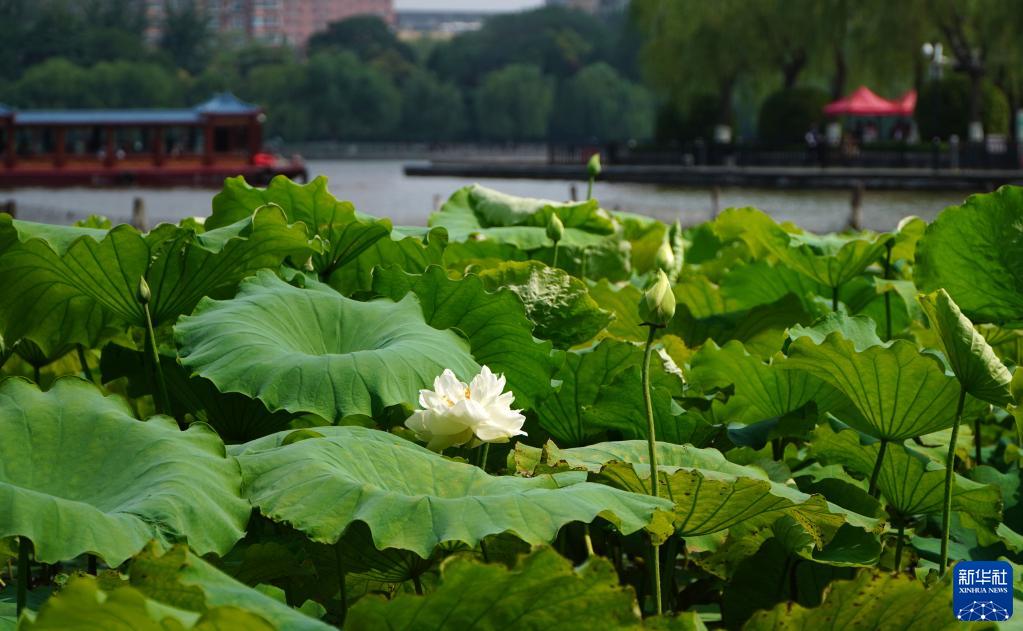 济南大明湖：夏日荷花始盛开