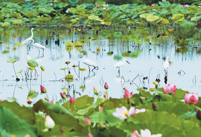 山东济宁：微湖风光入画来