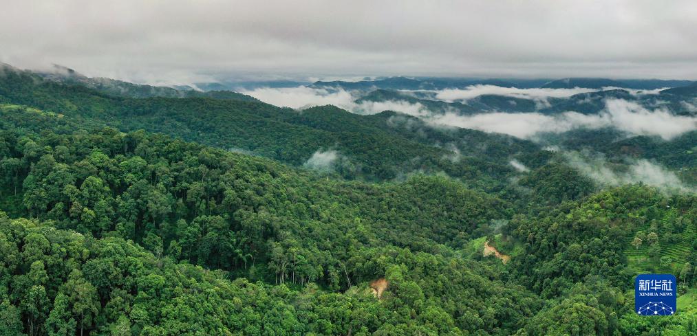 “普洱景迈山古茶林文化景观”申遗成功