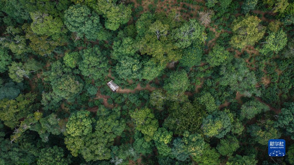 “普洱景迈山古茶林文化景观”申遗成功