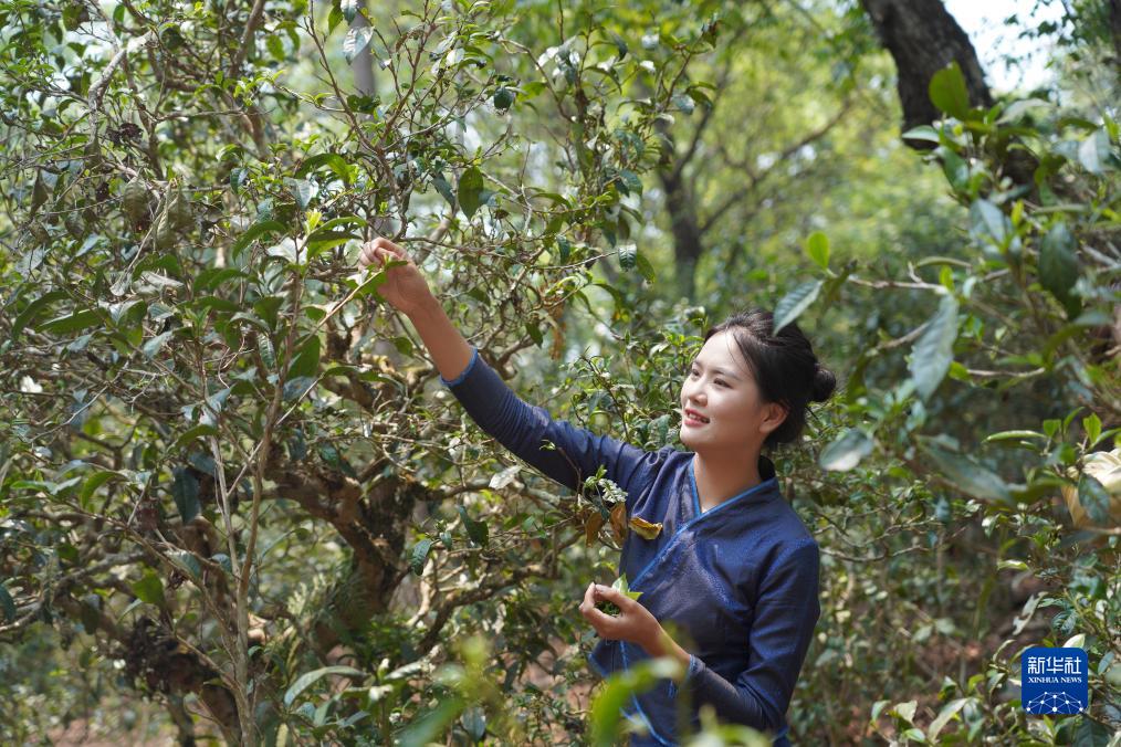 “普洱景迈山古茶林文化景观”申遗成功