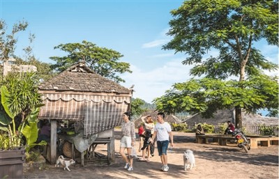 景迈山行 茶香万里