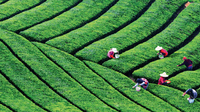 浙江绍兴:到越城看“离城最‘静’的茶园”