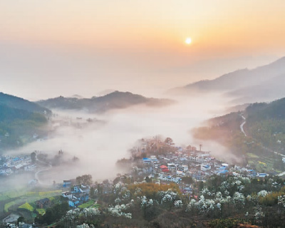 安徽省怀宁县邓林村:望春花长成“致富树”