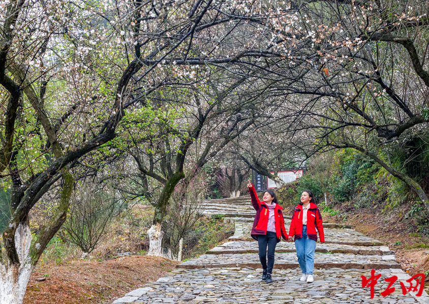 江西赣州：梅关古道，梅花盛开