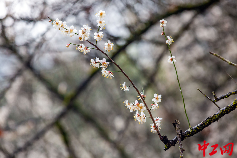 江西赣州：梅关古道，梅花盛开