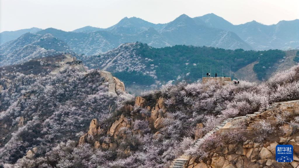 春到长城：山花烂漫山河美