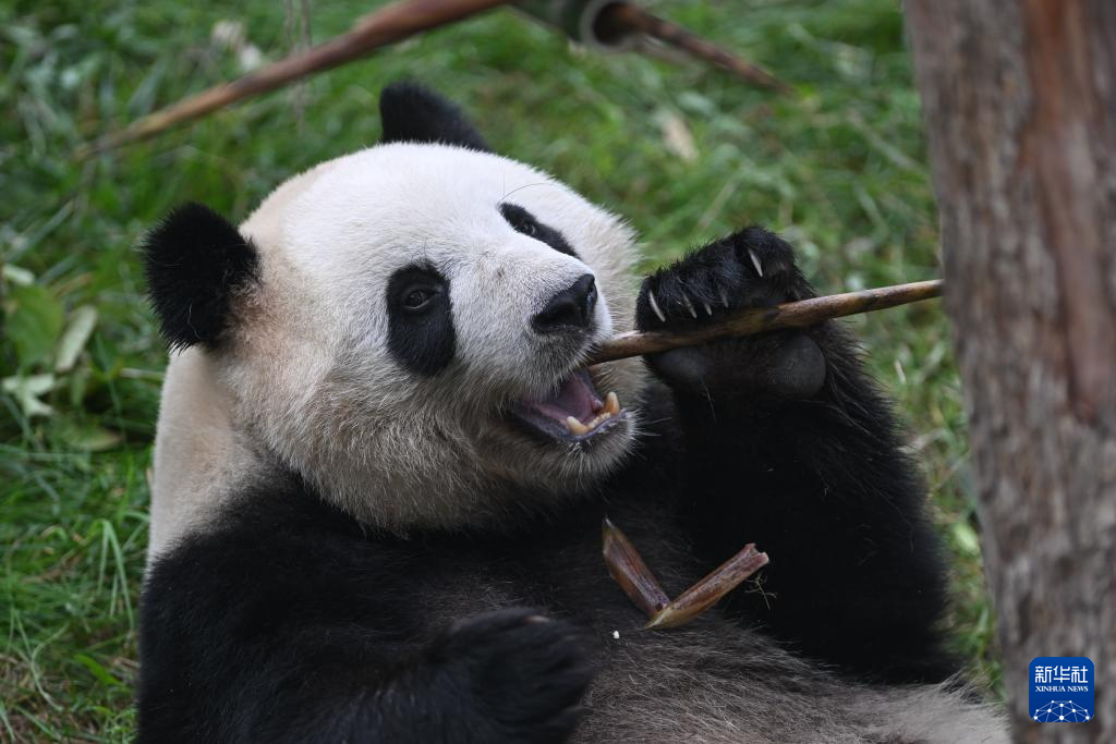 西宁:大熊猫度中秋