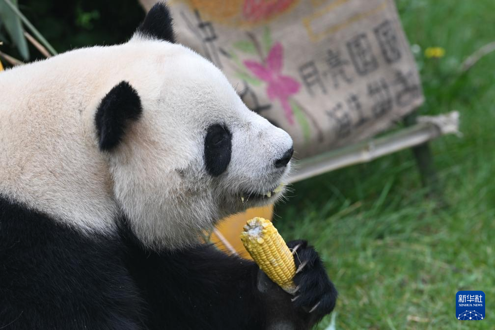 西宁:大熊猫度中秋