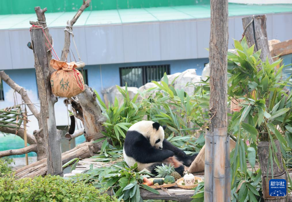 西宁:大熊猫度中秋