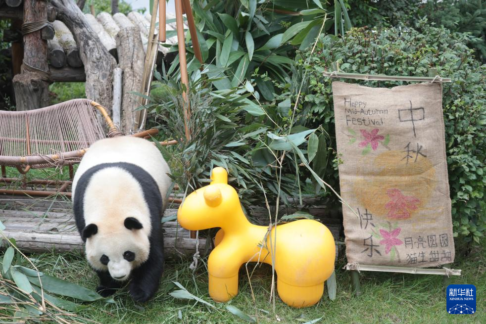 西宁:大熊猫度中秋