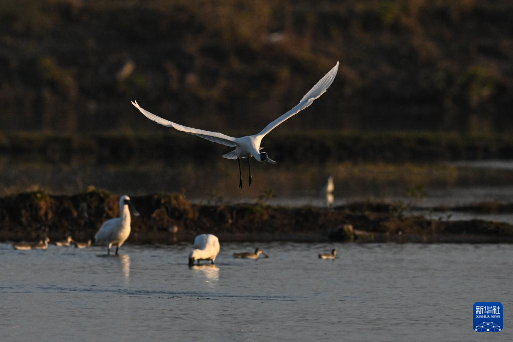 海南儋州湾:水清岸绿 黑脸琵鹭“组团”觅食
