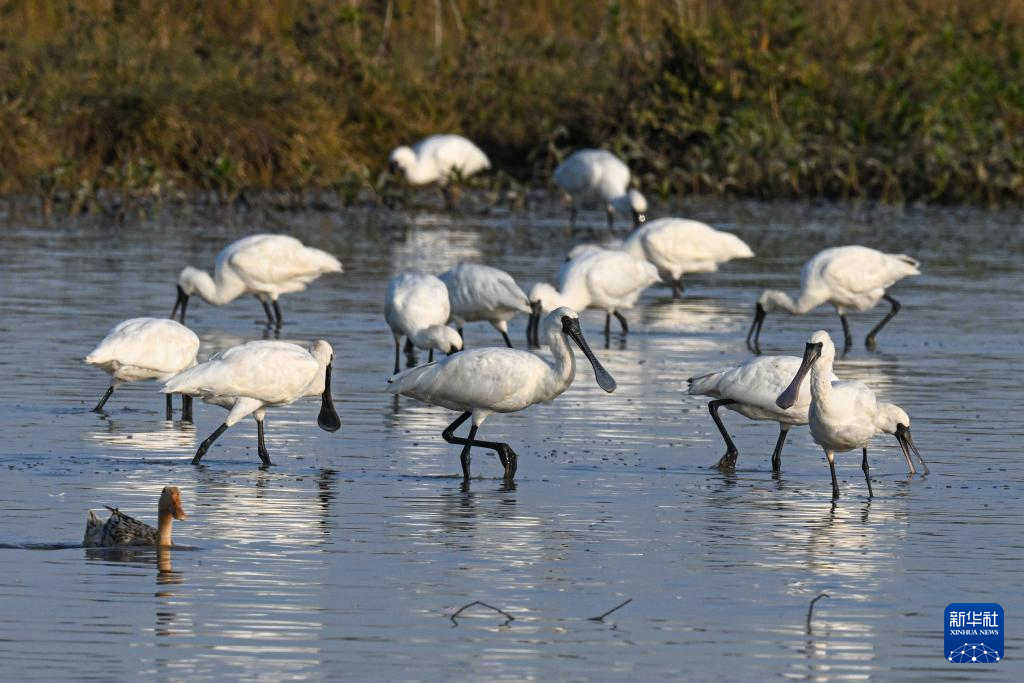 海南儋州湾:水清岸绿 黑脸琵鹭“组团”觅食