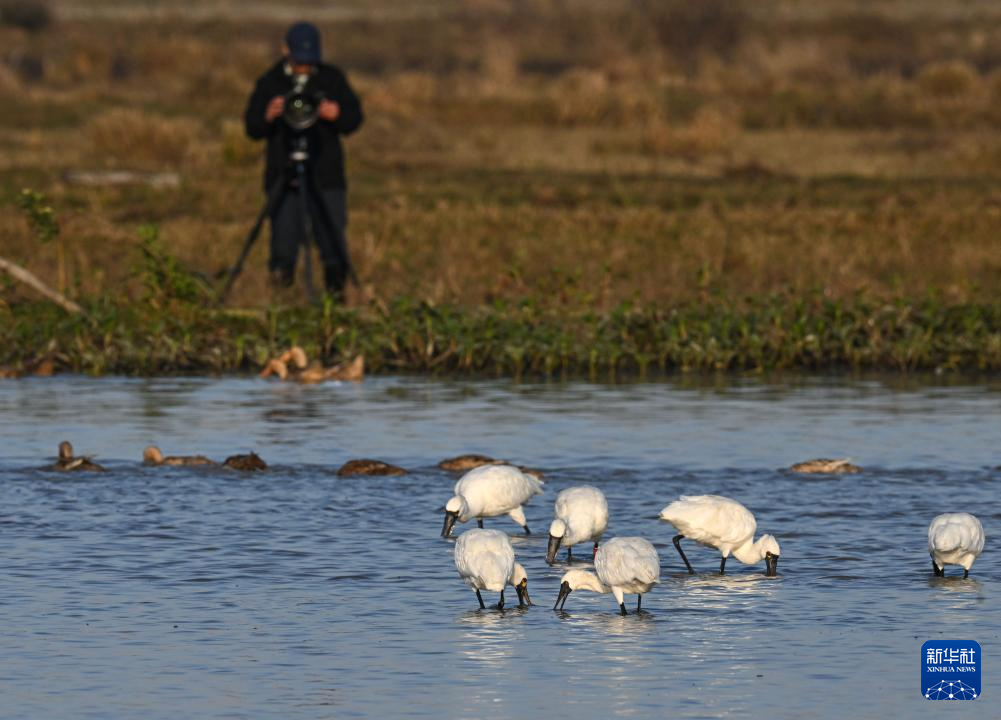 海南儋州湾:水清岸绿 黑脸琵鹭“组团”觅食