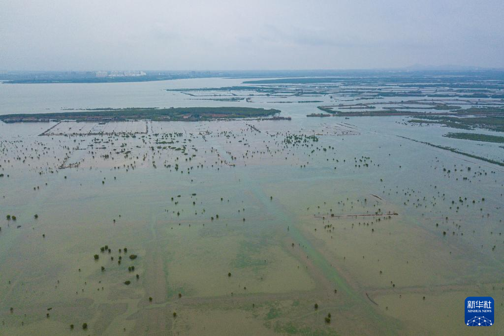 海南儋州湾:水清岸绿 黑脸琵鹭“组团”觅食
