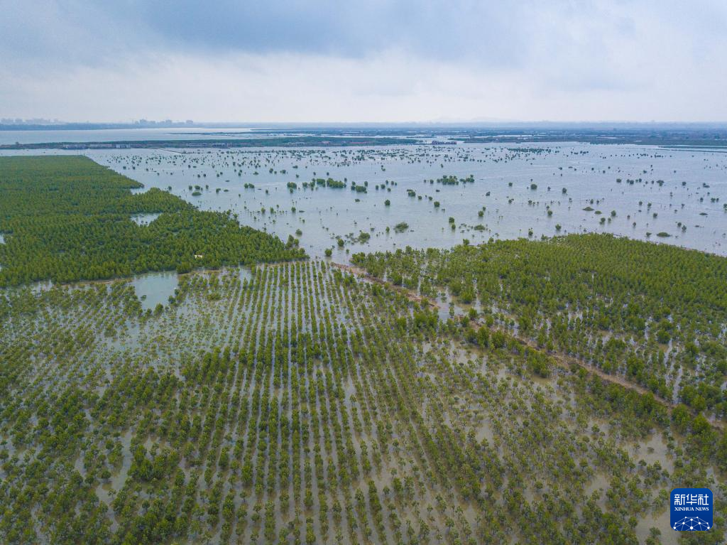 海南儋州湾:水清岸绿 黑脸琵鹭“组团”觅食